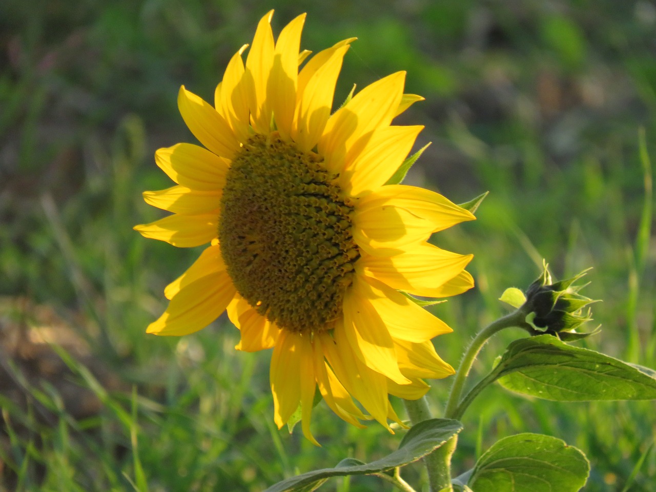 sunflower  summer  yellow free photo