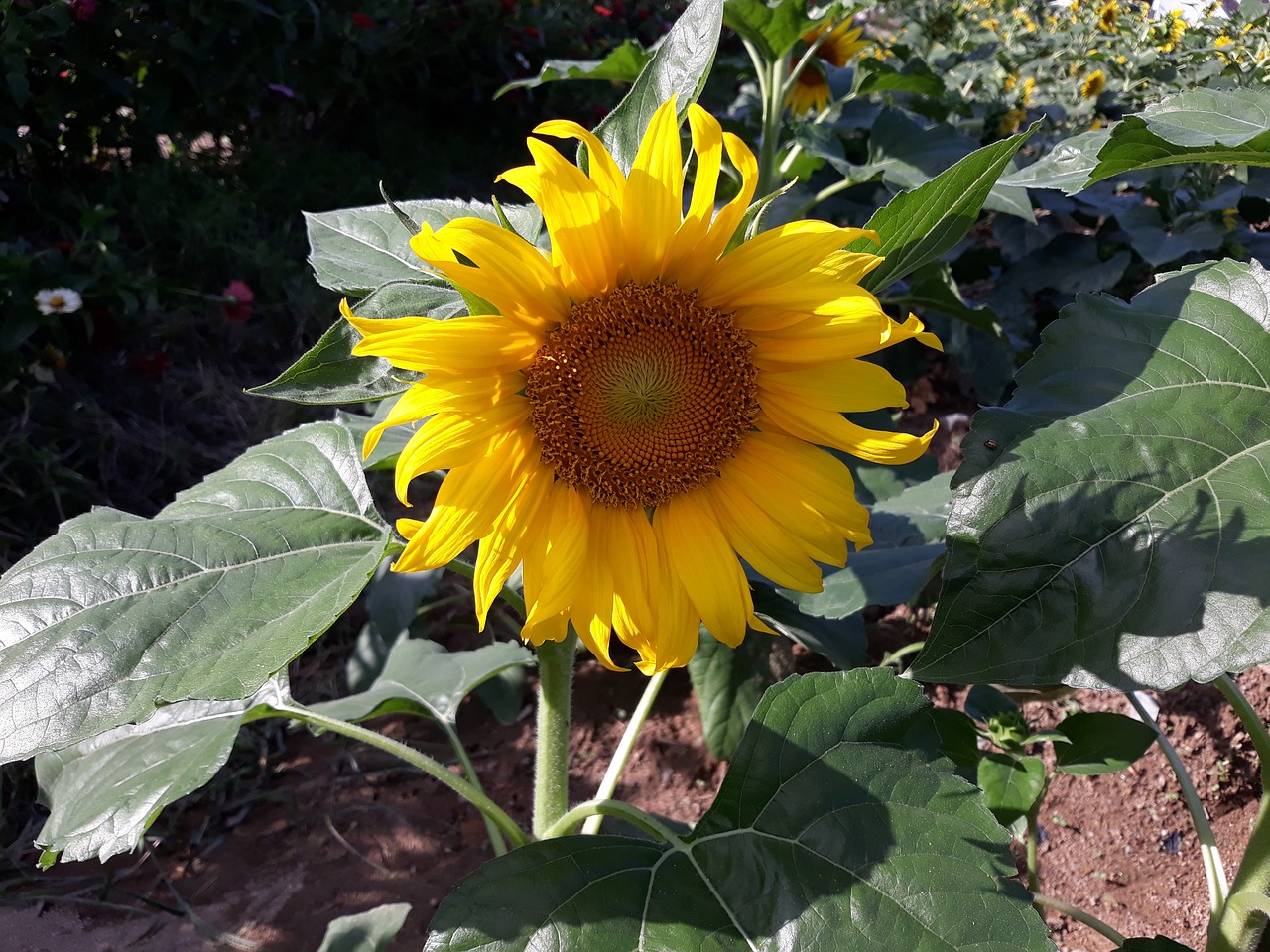 sunflower  yellow  flowers free photo