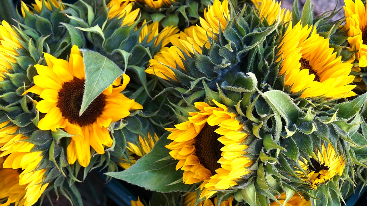 sunflower  yellow  summer free photo