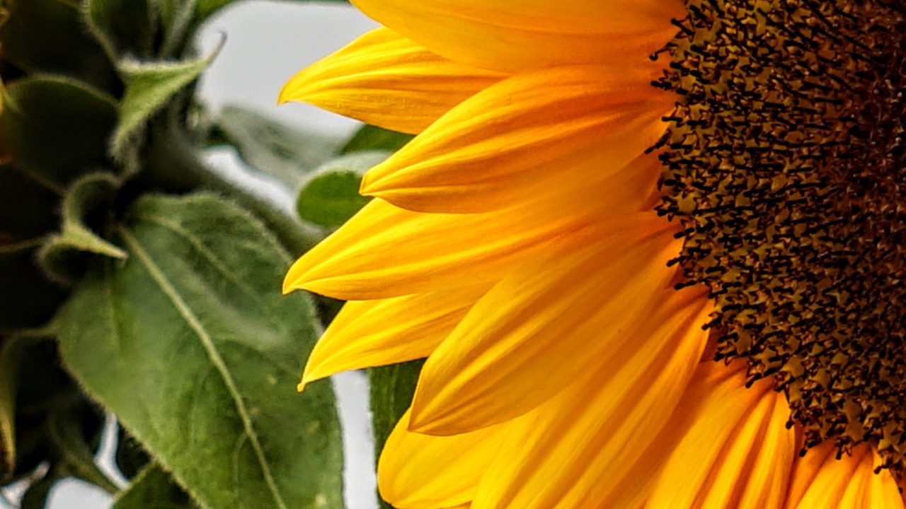 sunflower  nature  yellow free photo