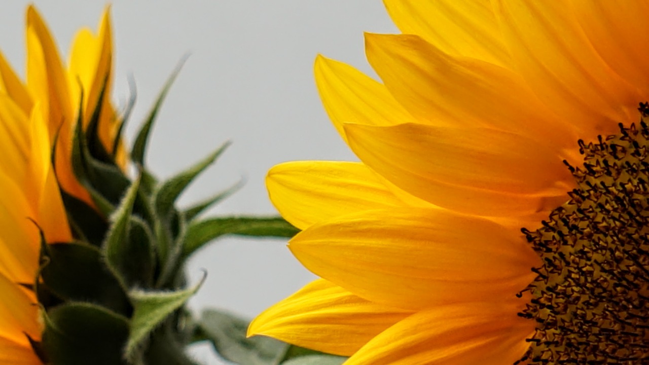 sunflower  nature  yellow free photo