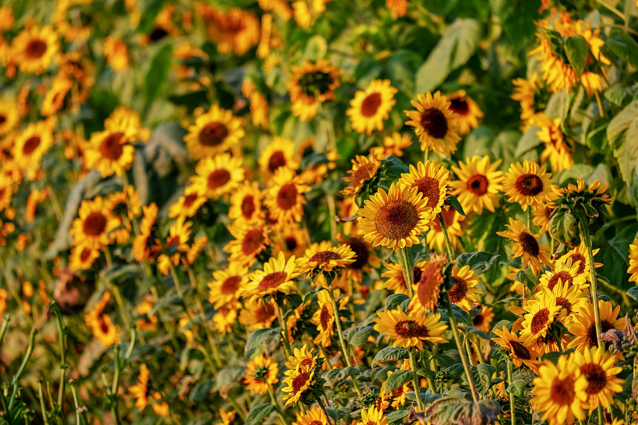 sunflower  helianthus  flowers free photo