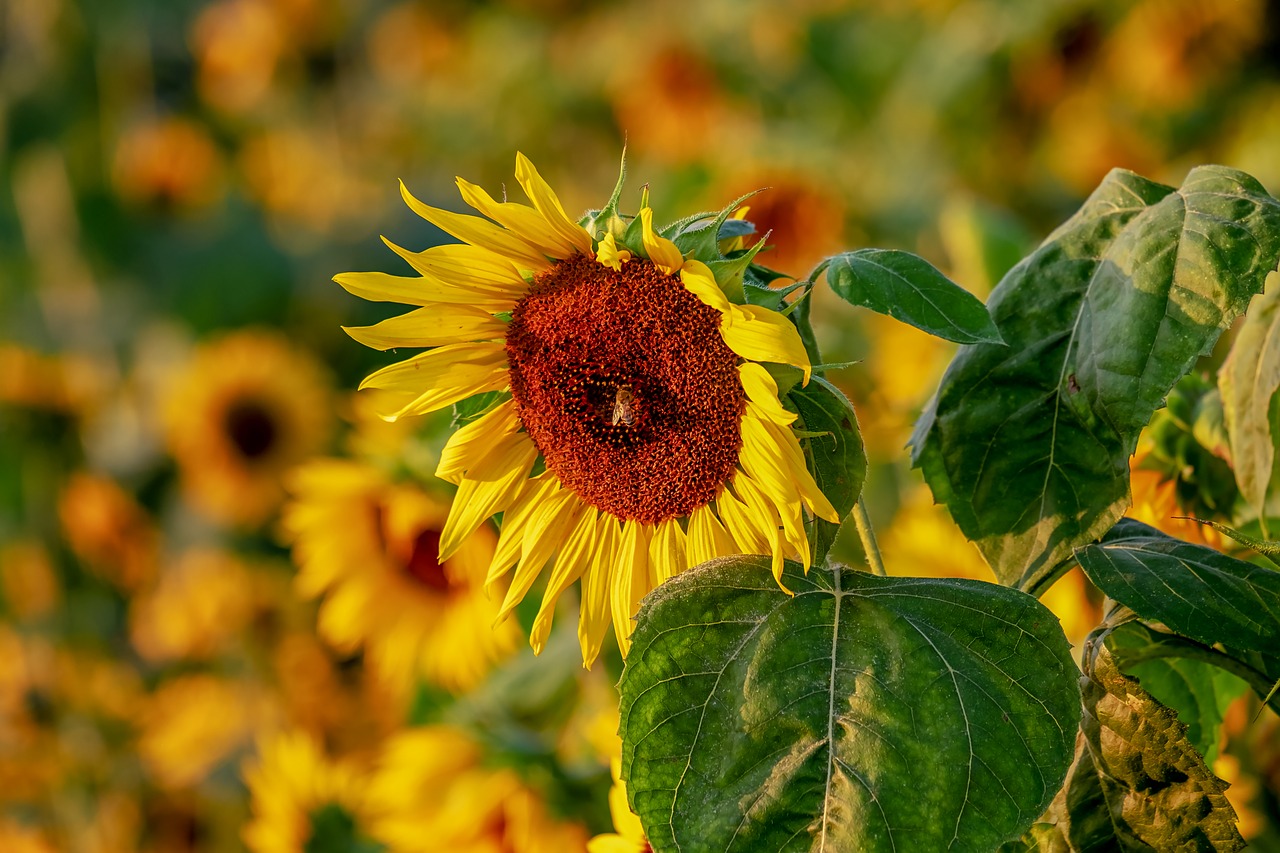 sunflower  helianthus  flowers free photo