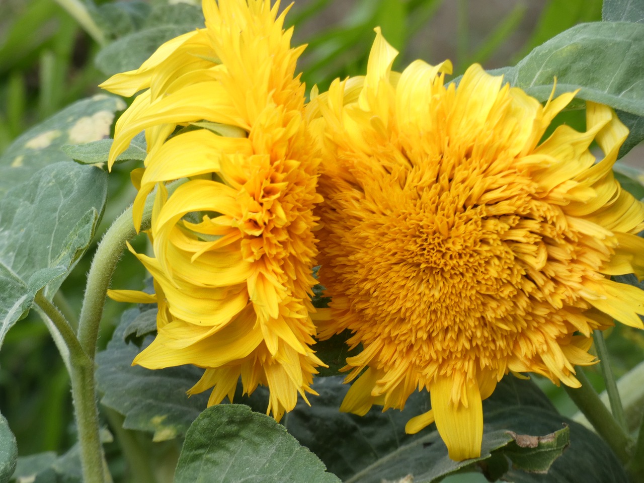 sunflower  hélianthus  yellow flower free photo