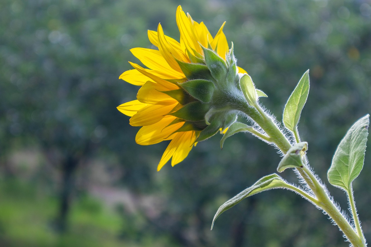 sunflower  flower  yellow free photo