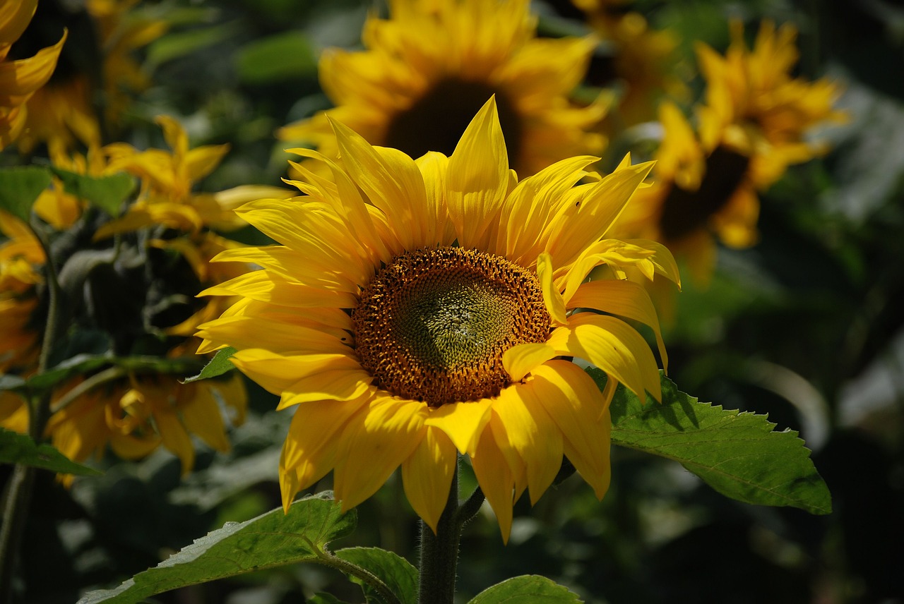 sunflower helianthus annuus yellow free photo