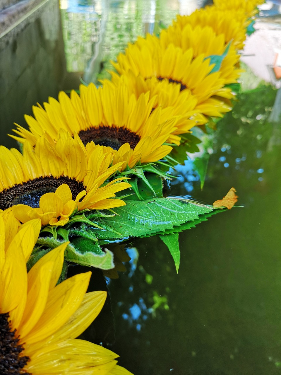 sunflower  water  yellow free photo