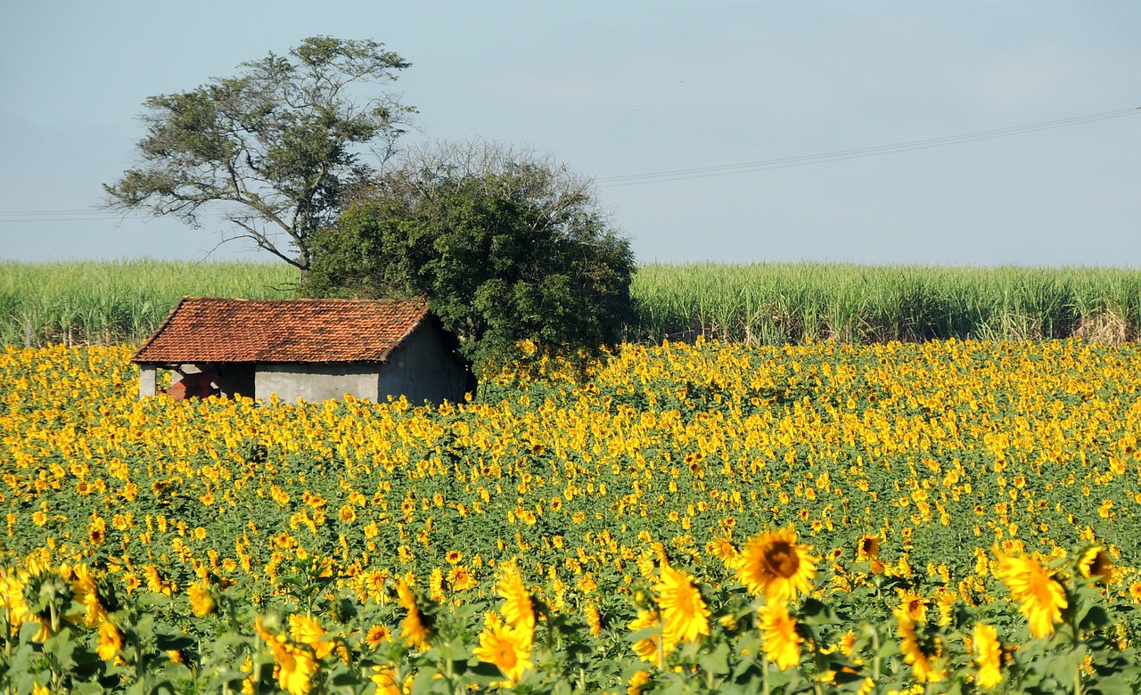 sunflower planting sunflower house in the country free photo