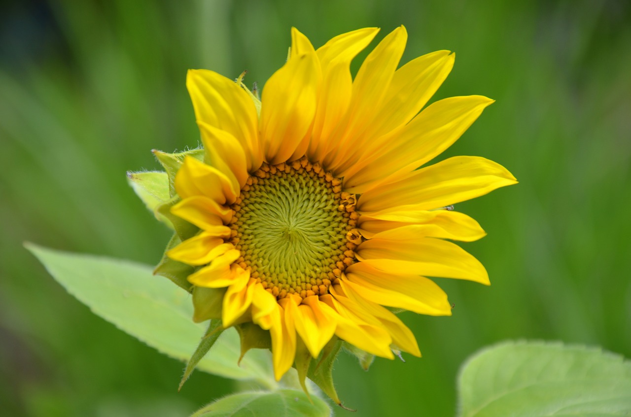 sunflower  summer  blossom free photo