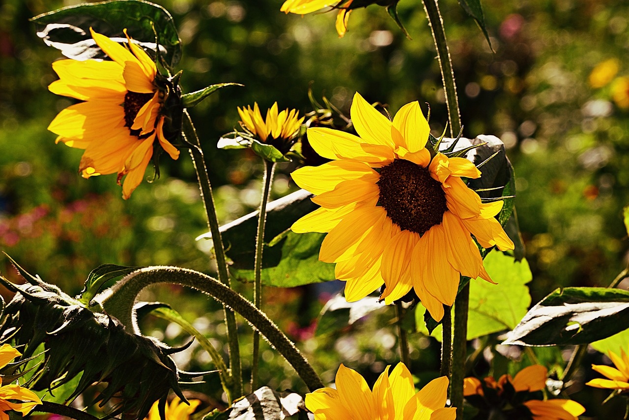 sunflower  helianthus  flower free photo
