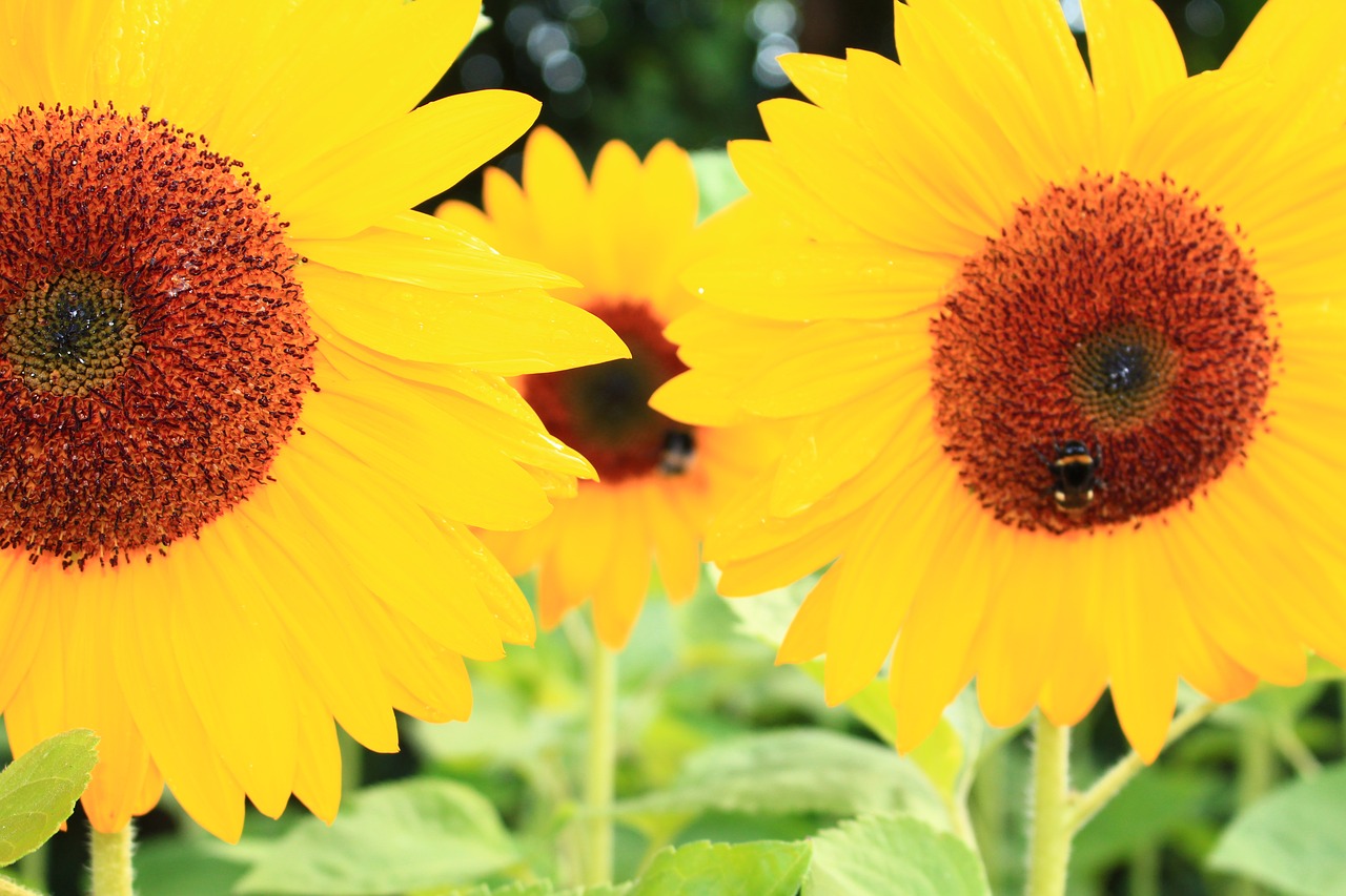 sunflower  bee  summer free photo