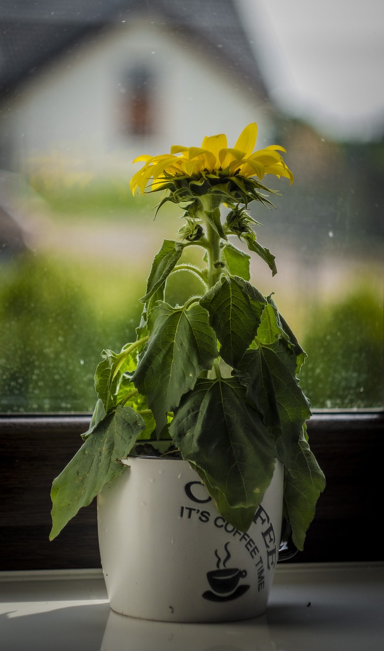 sunflower  flower  flower pot free photo