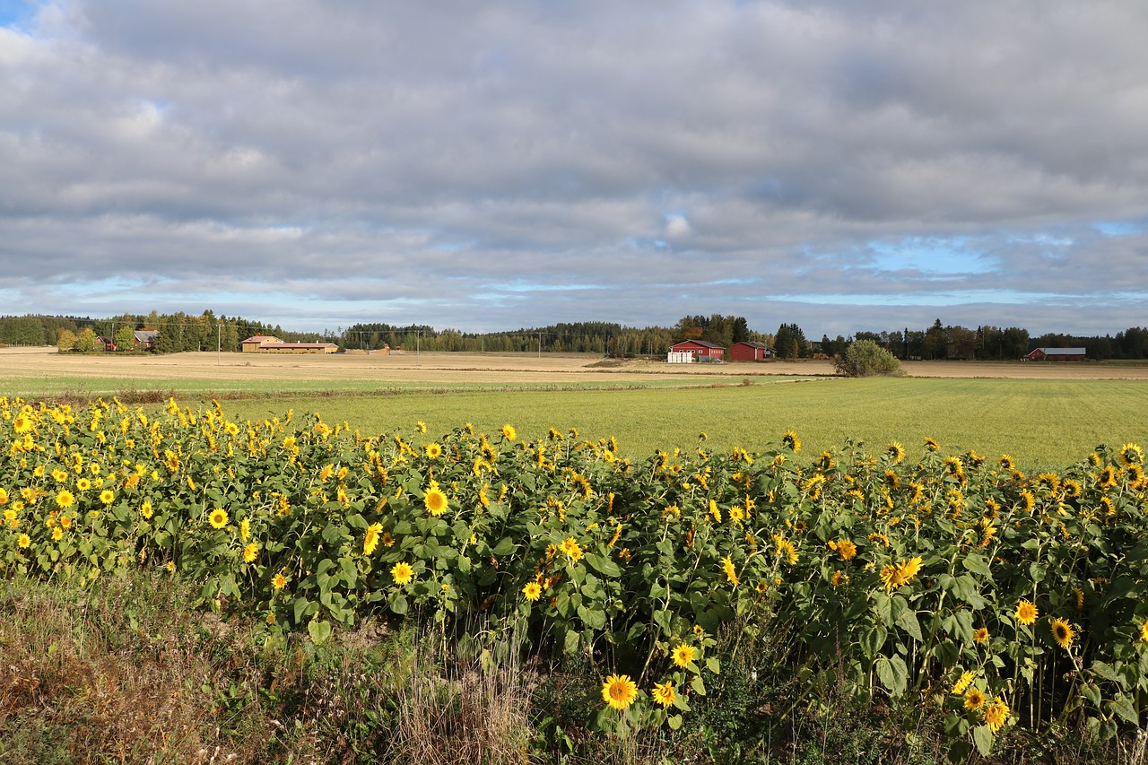 sunflower  field  countryside free photo