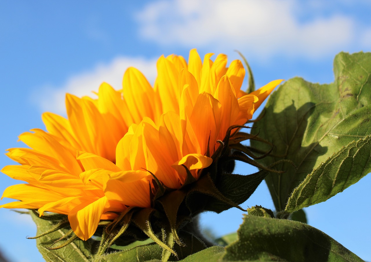 sunflower  flower  blossom free photo