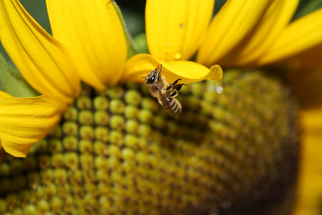 sunflower  bee  summer free photo