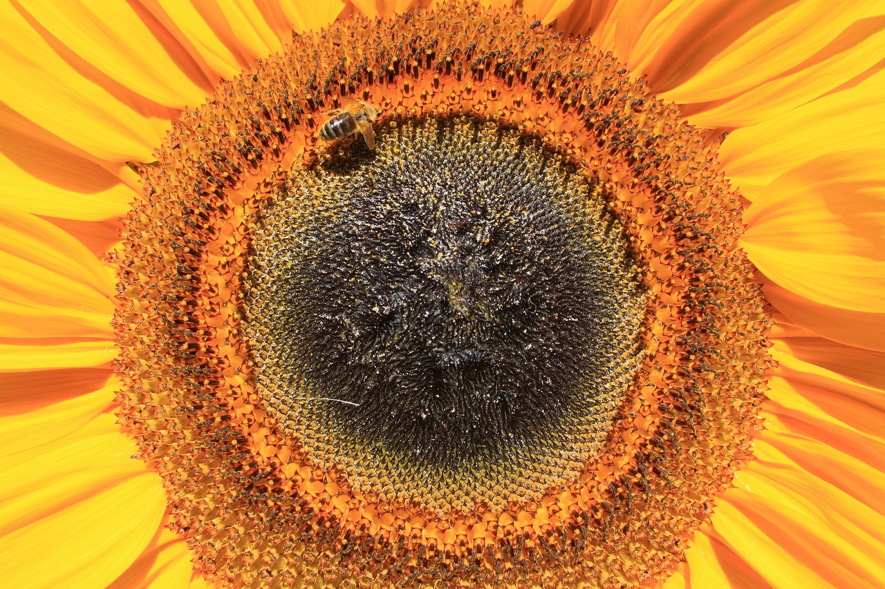 sunflower  bee  nature free photo