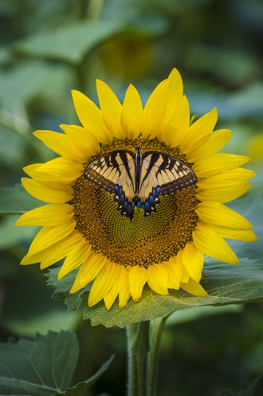 sunflower  butterfly  yellow free photo