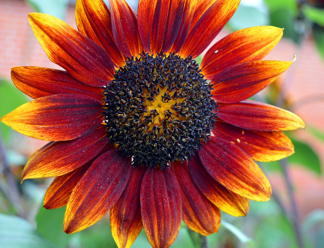 sunflower  red  close up free photo