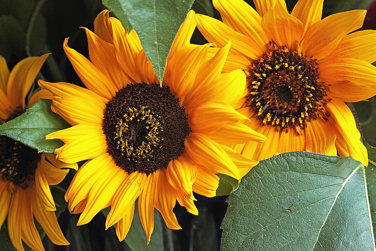 sunflower  flower  flowering free photo