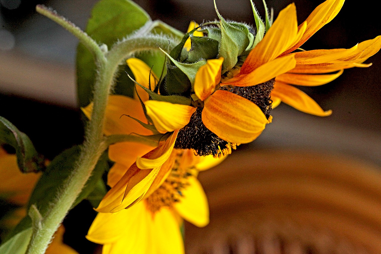 sunflower  flower  flowering free photo