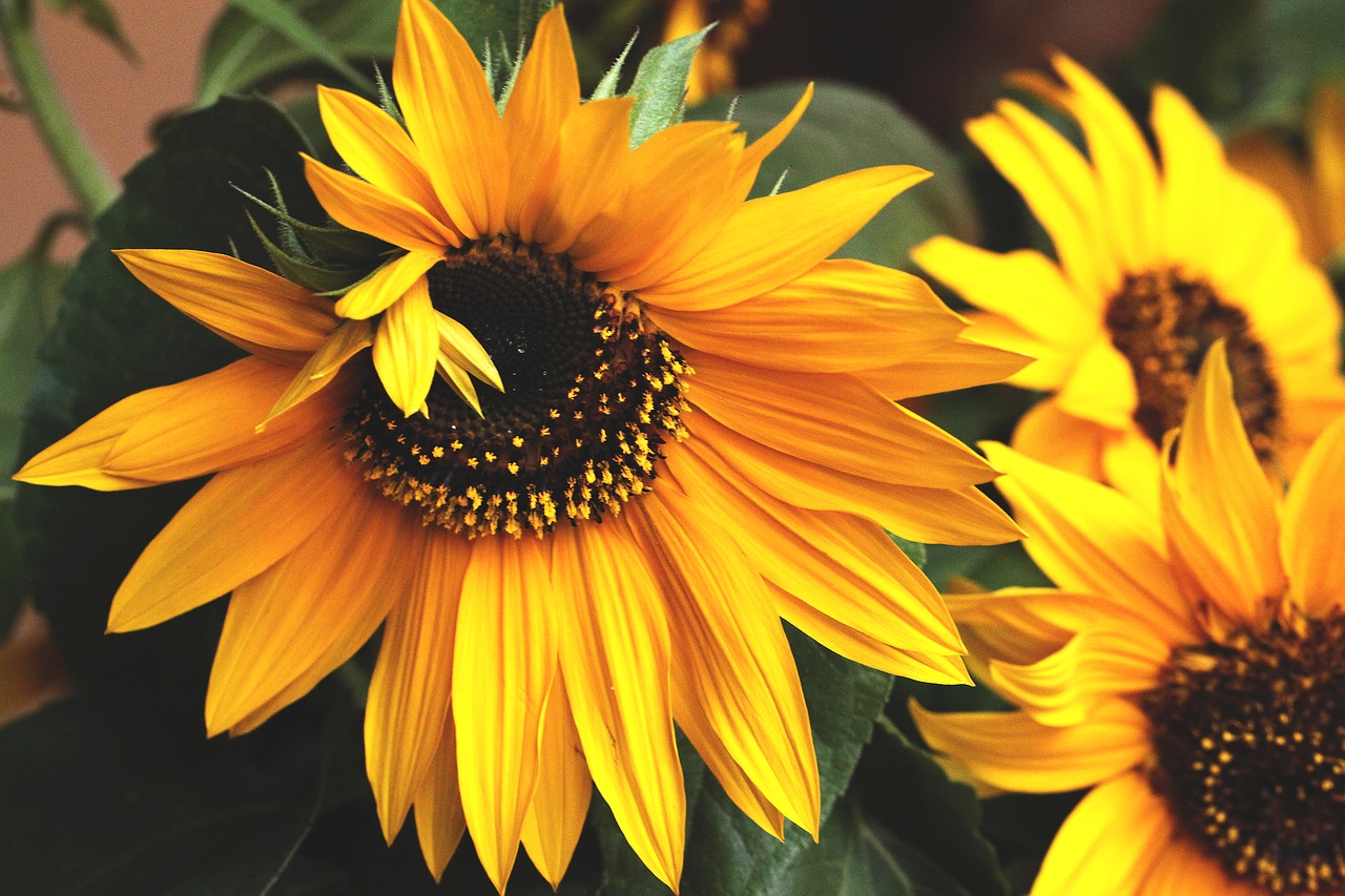 sunflower  flower  flowering free photo