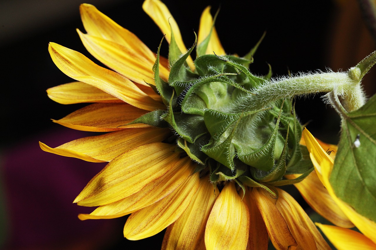 sunflower  flower  flowering free photo