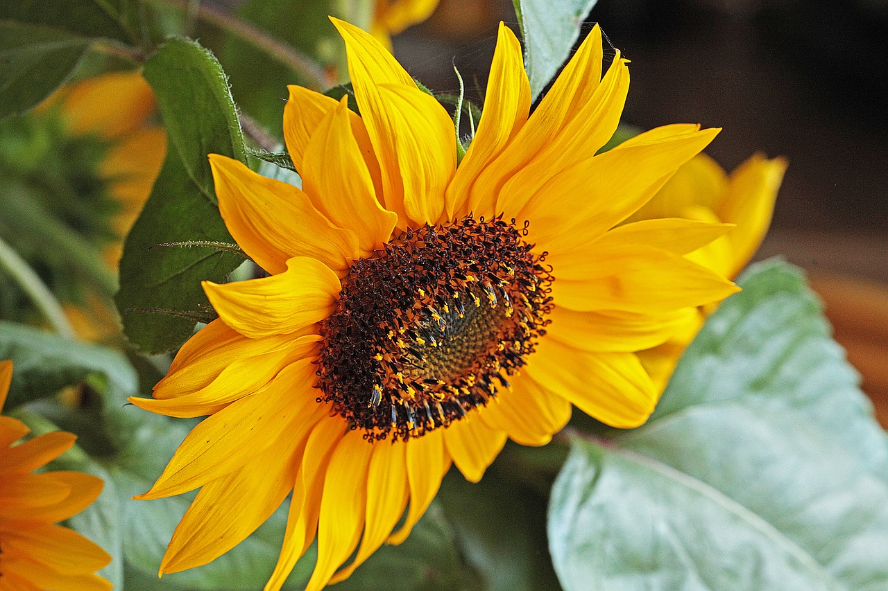 sunflower  flower  flowering free photo