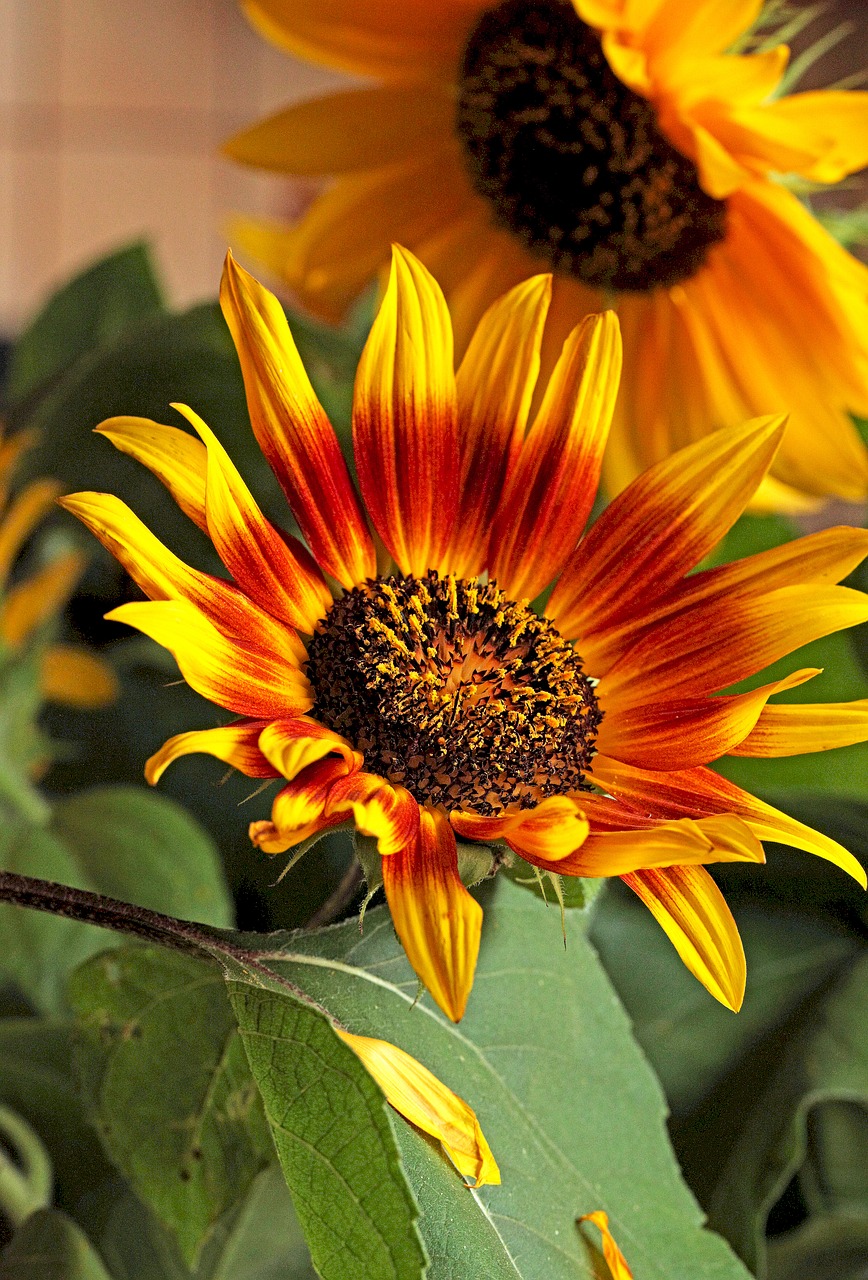 sunflower  flower  yellow flowers free photo