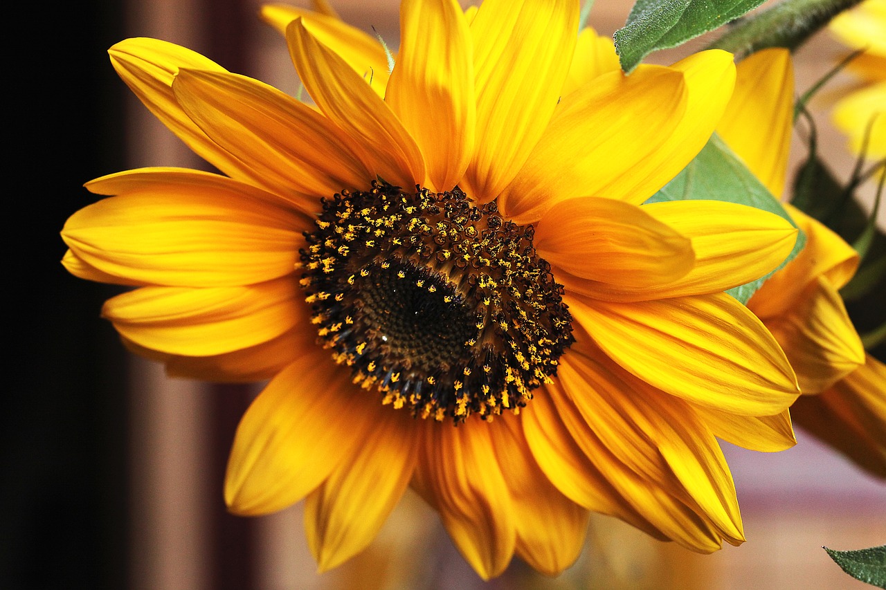 sunflower  flower  yellow flowers free photo