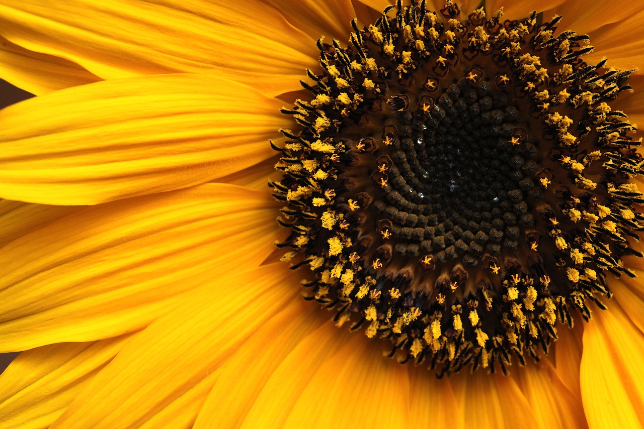 sunflower  flower  yellow flowers free photo