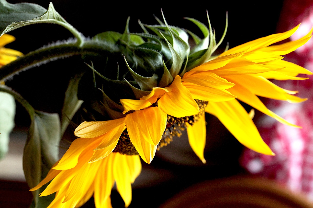 sunflower  flower  yellow flowers free photo