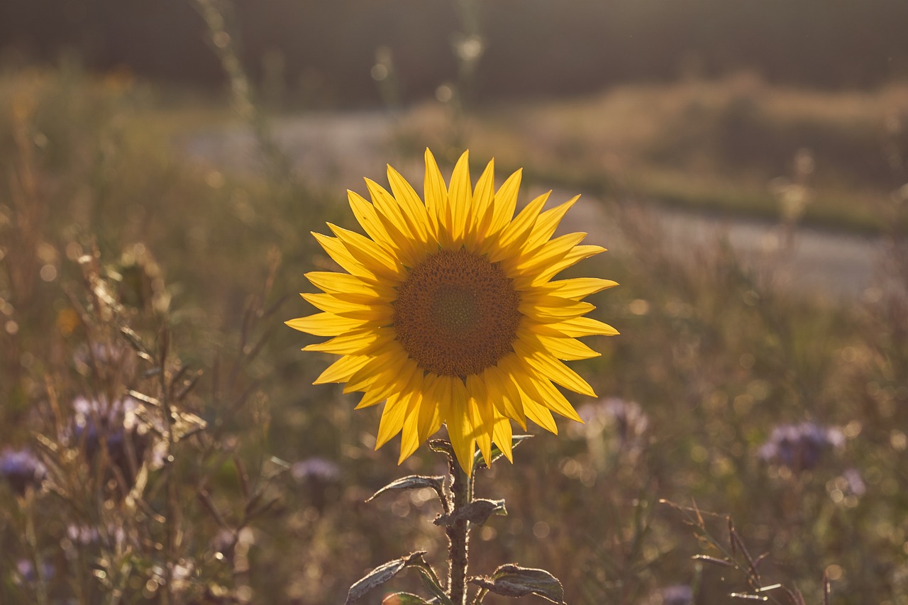 sunflower  backlighting  blossom free photo