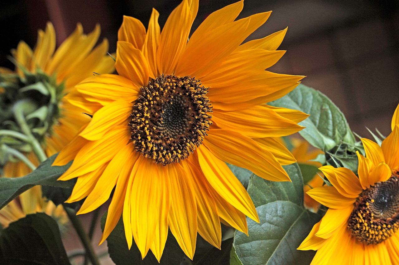 sunflower  flower  yellow flowers free photo