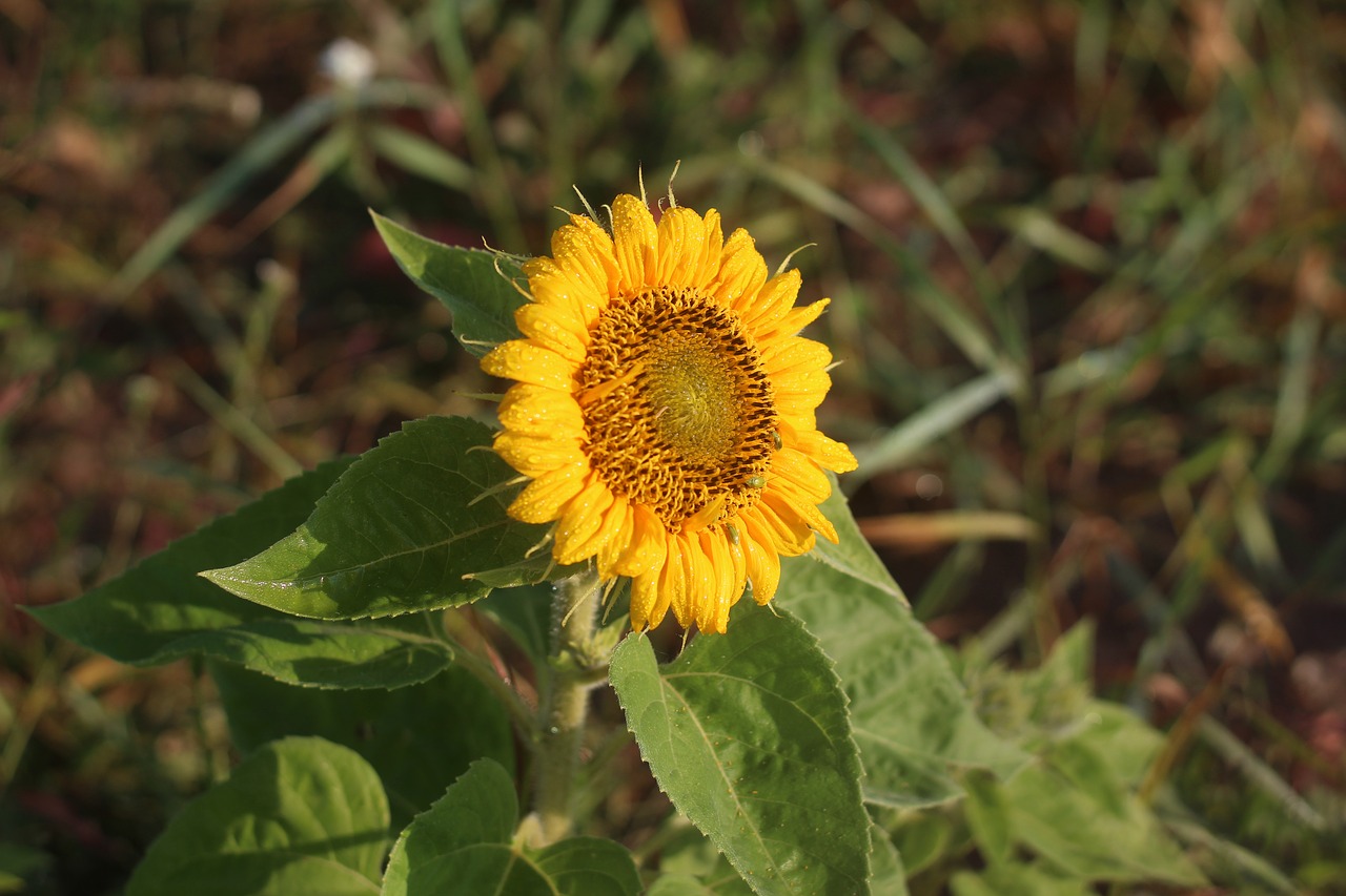 sunflower  yellow  spotted free photo