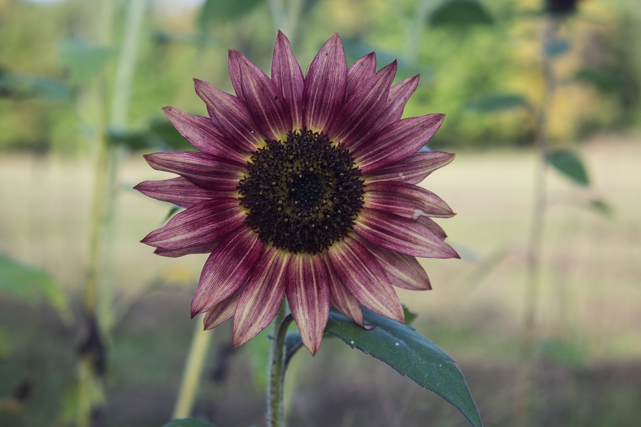 sunflower  yellow  spotted free photo