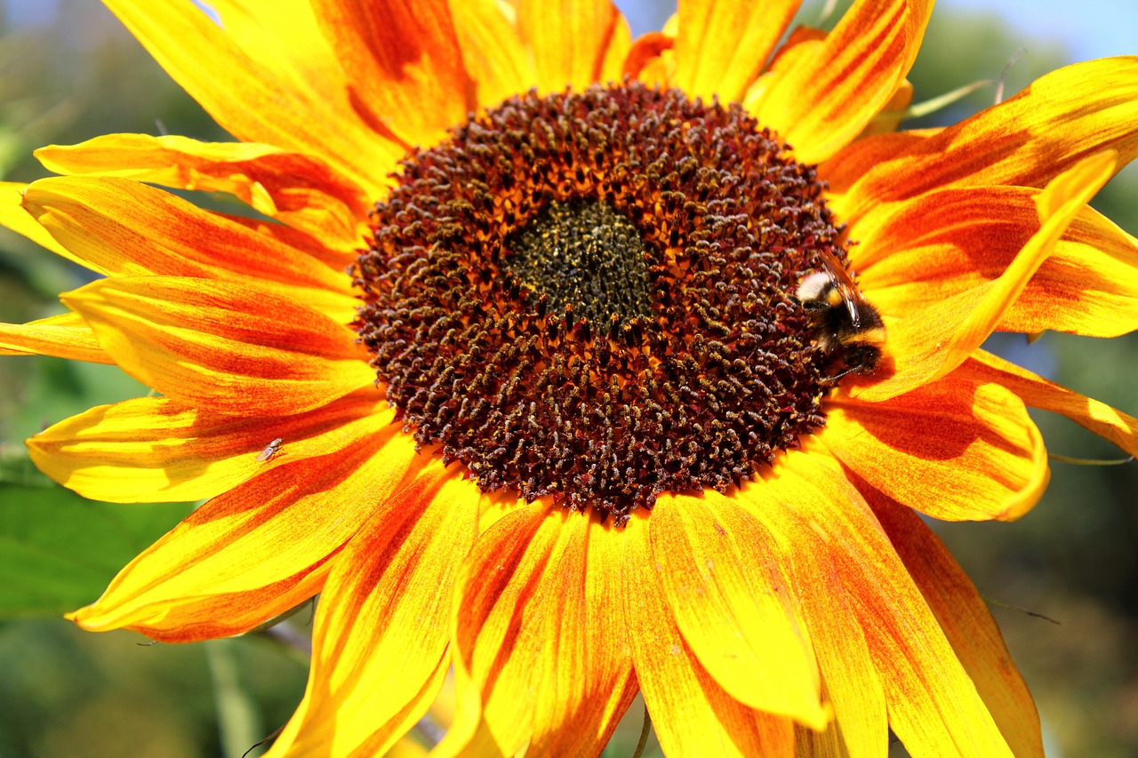 sunflower  flower  blossom free photo