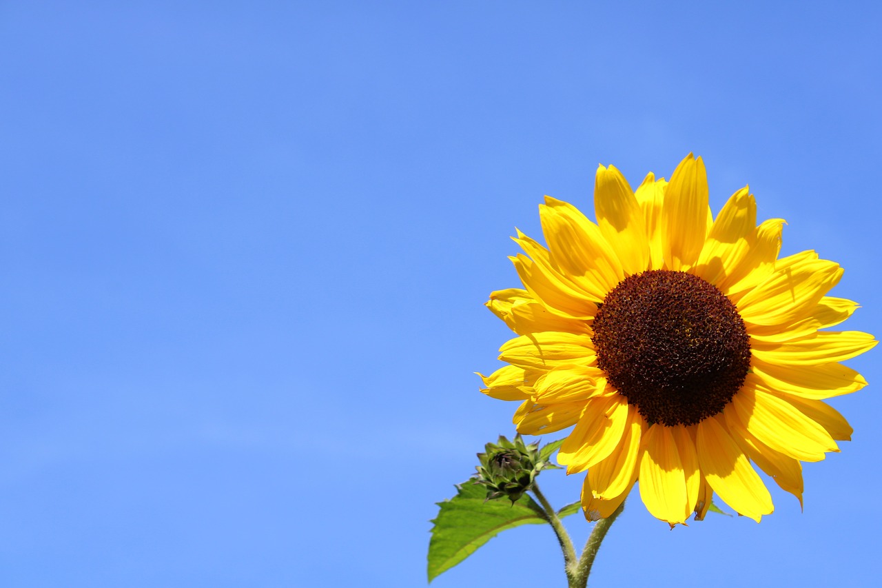 sunflower  flower  blossom free photo