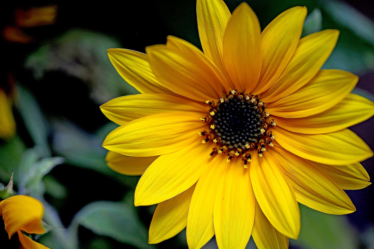 sunflower  ornamental sunflower  flower free photo