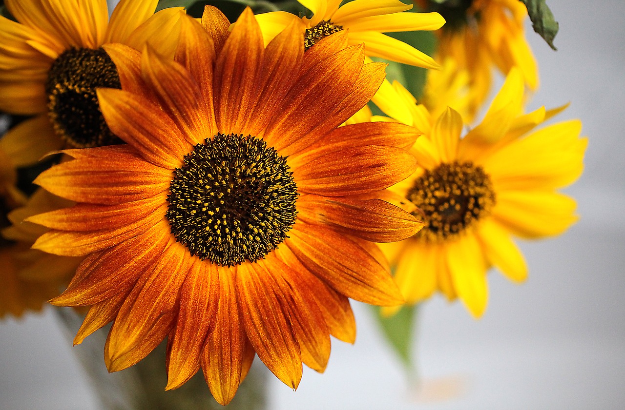 sunflower  ornamental sunflower  flower free photo
