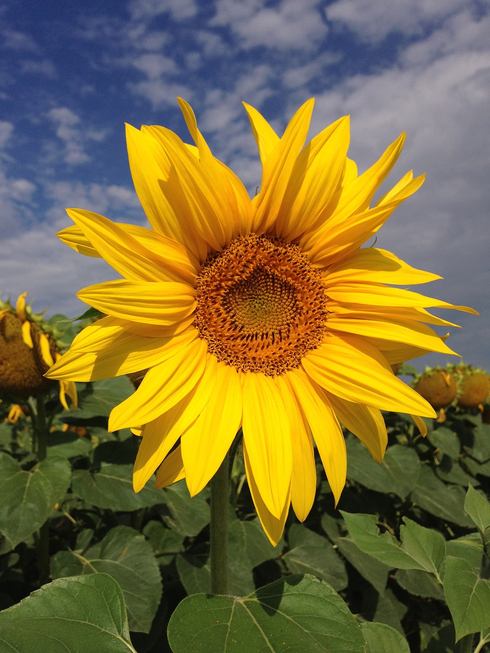 sunflower  summer  yellow free photo