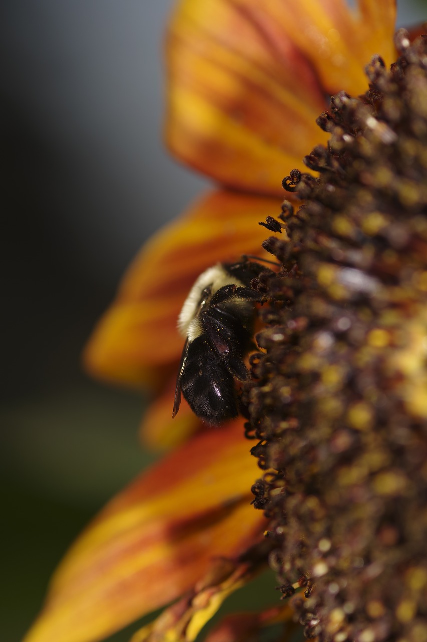 sunflower  with a wood bee  hard work free photo