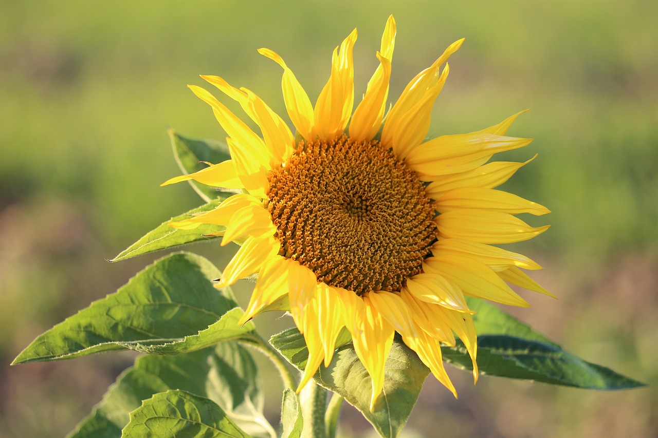 sunflower  plant  flower free photo