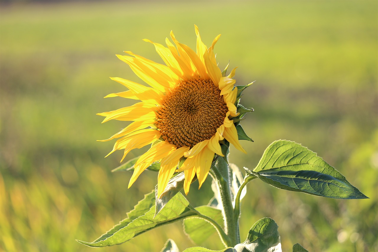 sunflower  plant  flower free photo