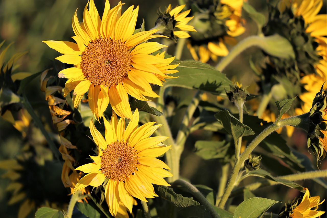 sunflower  plant  bush free photo