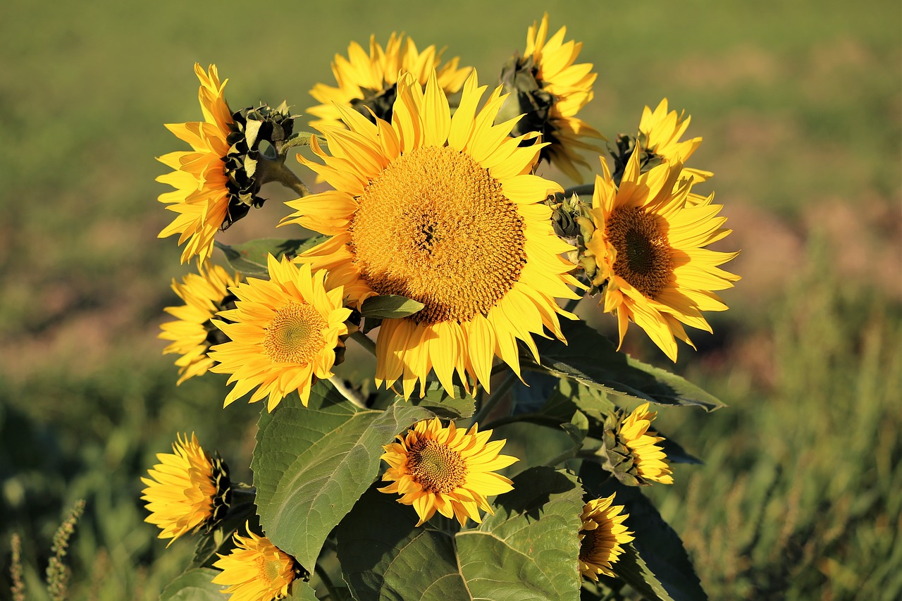 sunflower  bush  plant free photo