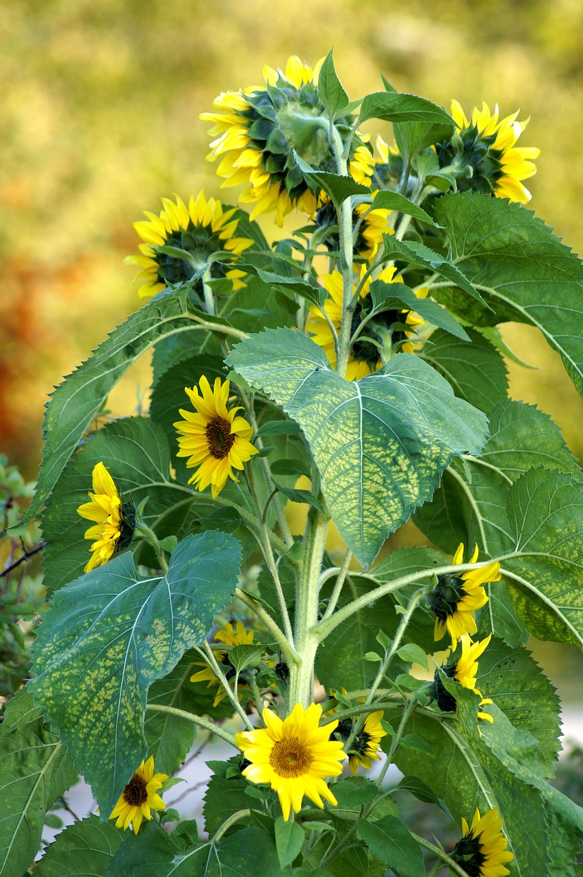 sunflower  flowers  yellow free photo