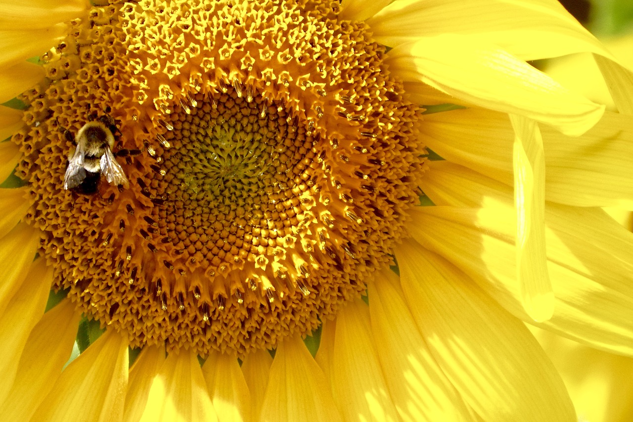 sunflower  bee  bumblebee free photo