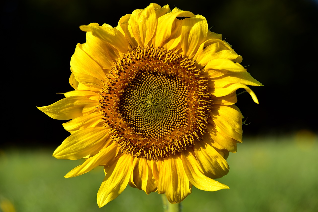 sunflower  round  yellow free photo