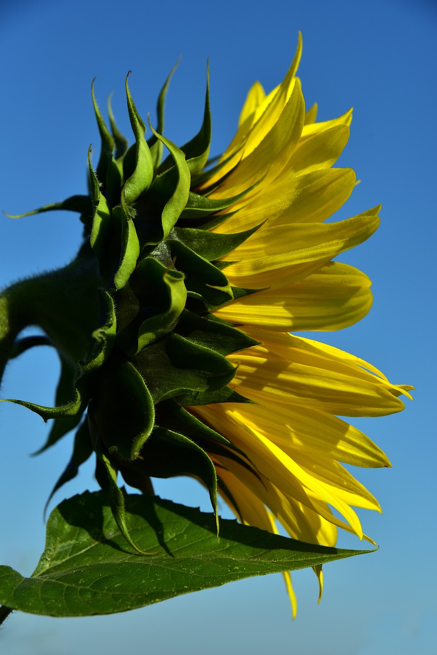 sunflower  sky  page free photo