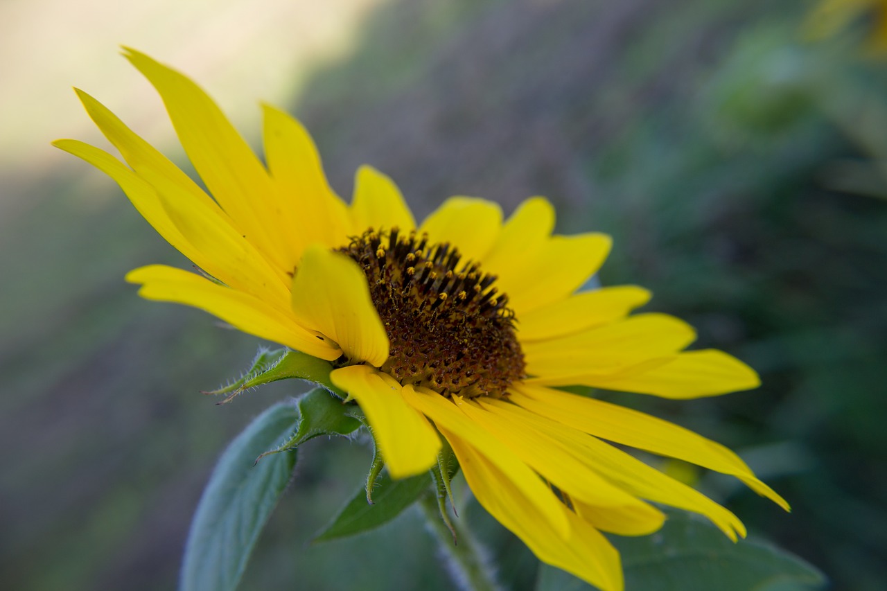 sunflower  yellow  spotted free photo